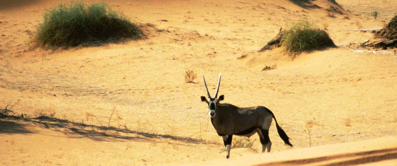 Gazelle in Namib